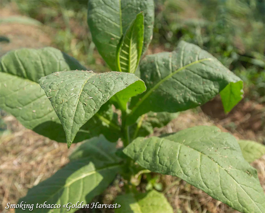 Smoking tobacco Golden Harvest Suitsutubakas, Американский табак Золотой Сбор